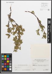 Foto von Salix retusa L.